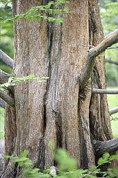 前美国任天堂总裁试玩《艾尔登法环》频频受苦